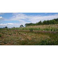 Domaine des 7 Pierres, Viognier/Sauvignon 2024