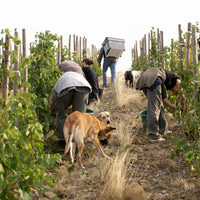 Clos des Fées, de Battre Mon Coeur S'est Arrété 2022