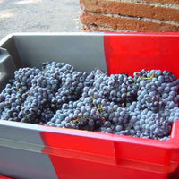 Clos des Fées Images Derisoires 2021