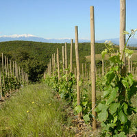 Clos des Fées, les Sorcières rouge 2021