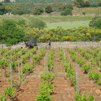 Clos des Fées, Vieilles vignes blanc 2023