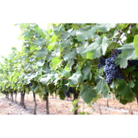 Domaine d' Hondrat, Elle et Lui blanc 2023