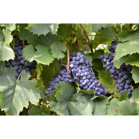 Domaine d' Hondrat, Elle et Lui blanc 2023