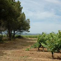La Combe Saint Paul - Rolle (Vermentino) 2024