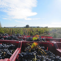 La Combe Saint Paul - La Clape Grès rouge 2022