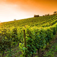 Château Puy Servain, Terrement 2022