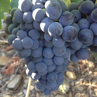 Domaine Piétri Geraud, Collioure rouge 'Sine Nomine' 2020