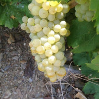 Domaine Piétri Geraud, Collioure blanc ' l Ecume' 2022