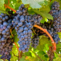 Domaine Capmartin l'Instant 2018