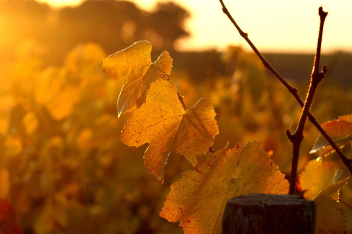 Domaine Dyckerhoff