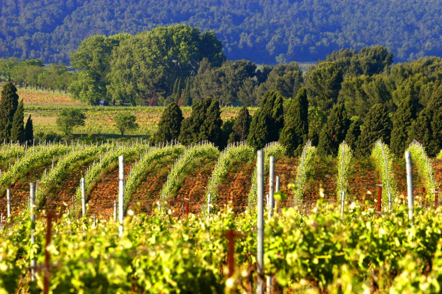 Château de Caraguilhes, Solus rouge, Corbières Boutenac 2021