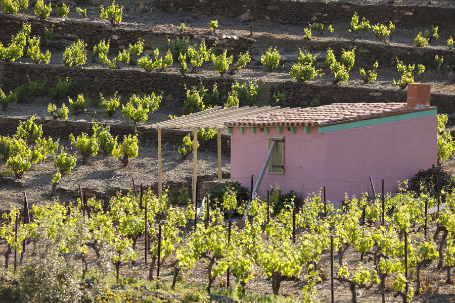 Domaine Piétri Geraud, Collioure rouge &