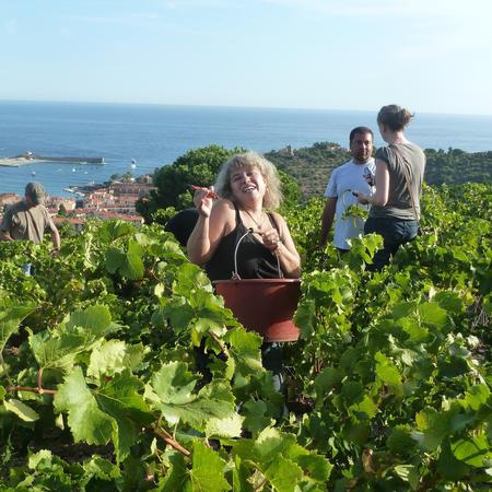 Domaine Piétri Geraud, Collioure blanc &