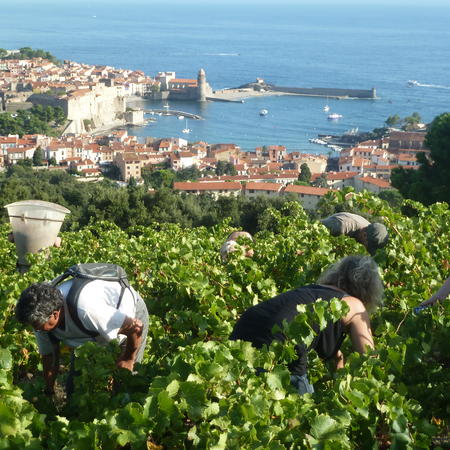 Domaine Piétri Geraud, Collioure blanc &