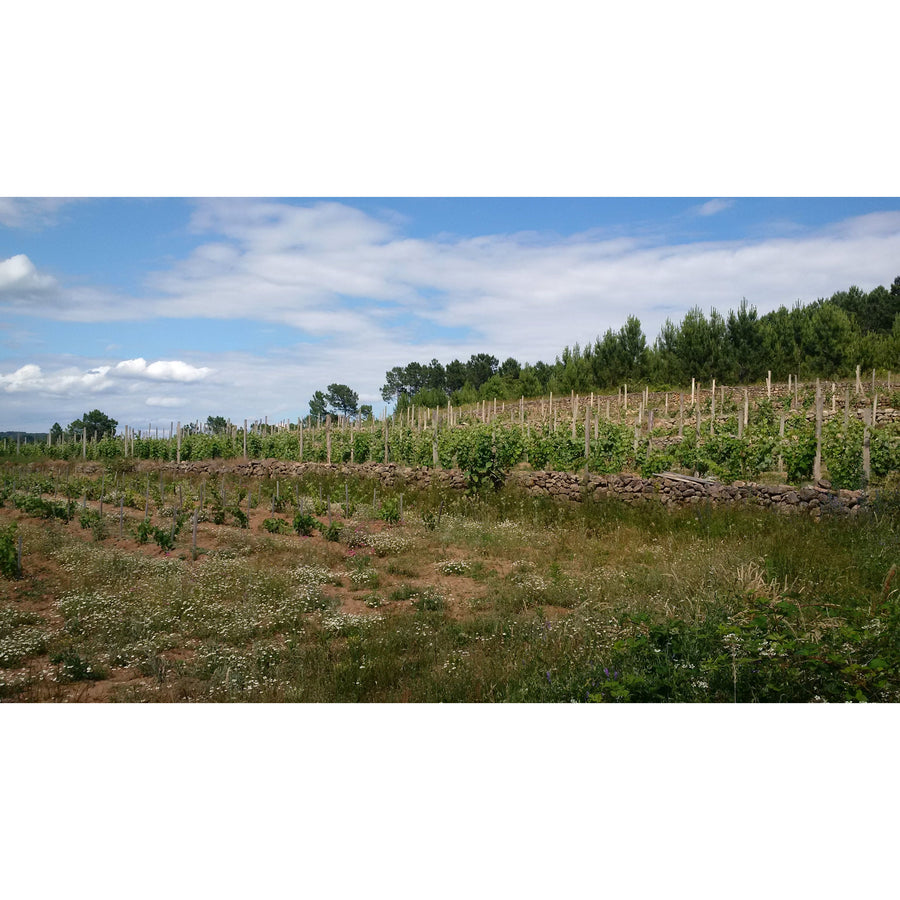 Domaine des 7 pierres, Saint-Joseph blanc 2021