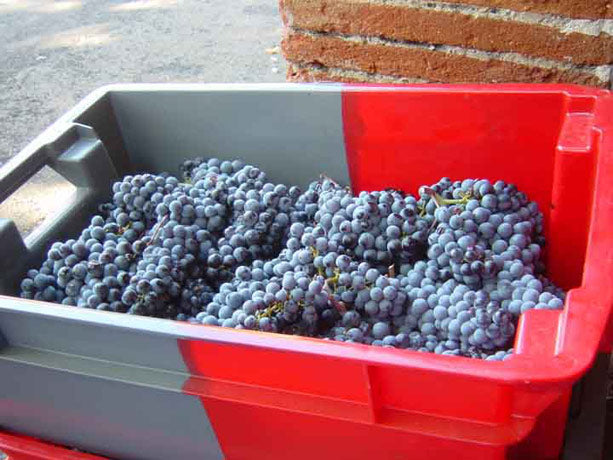 Clos des Fées Images Derisoires 2021