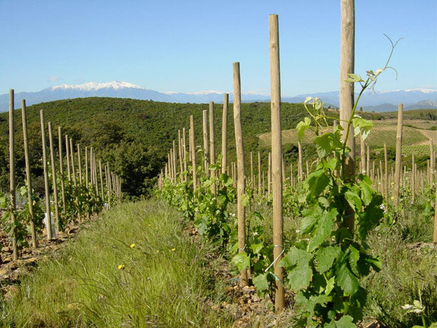 Clos des Fées, les Sorcières rouge 2021