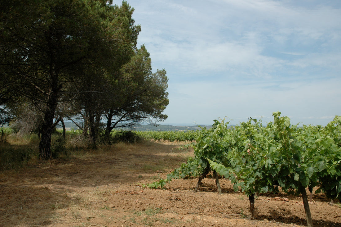 La Combe Saint Paul - Vermentino 2019 1,5l