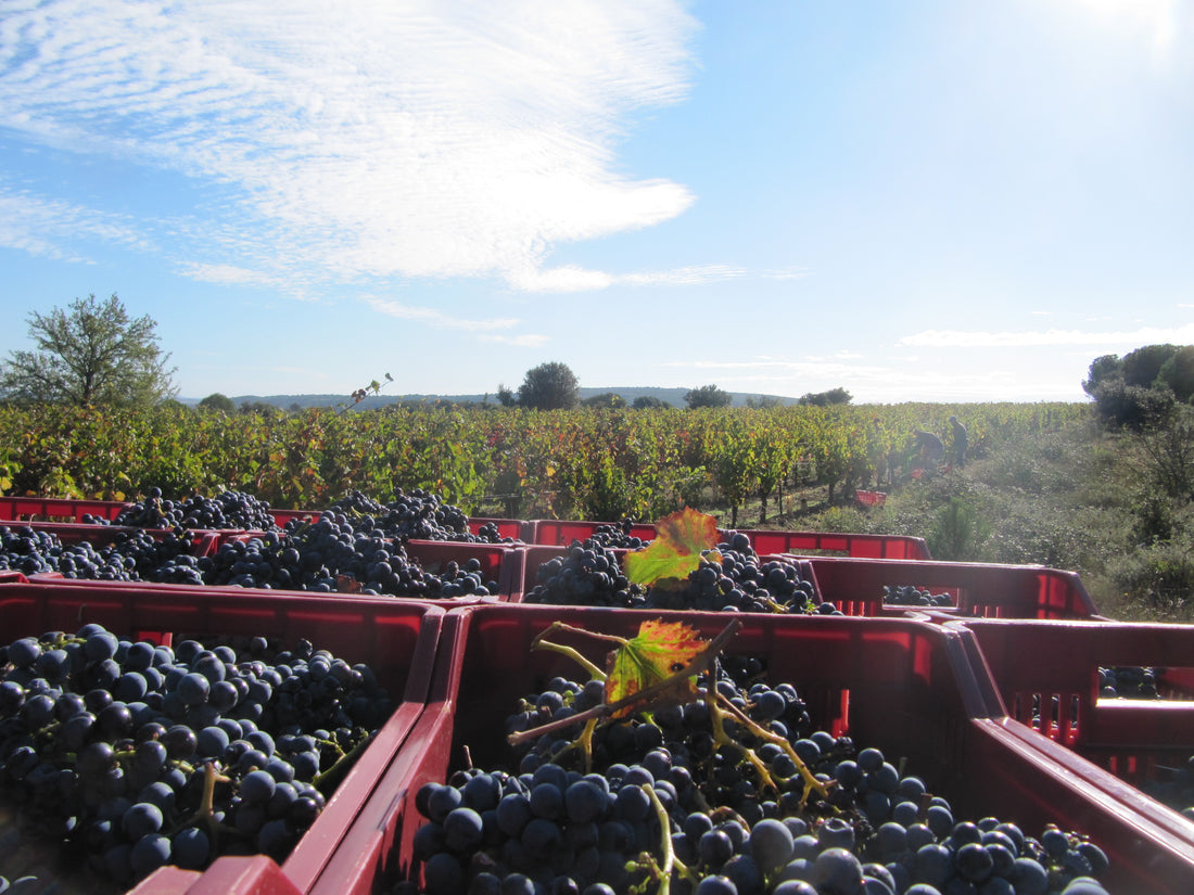 La Combe Saint Paul - La Clape Grès rouge 2021