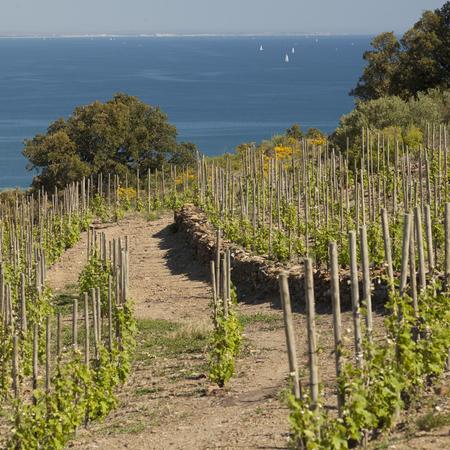Domaine Piétri Geraud, Banyuls Méditerranée 2018