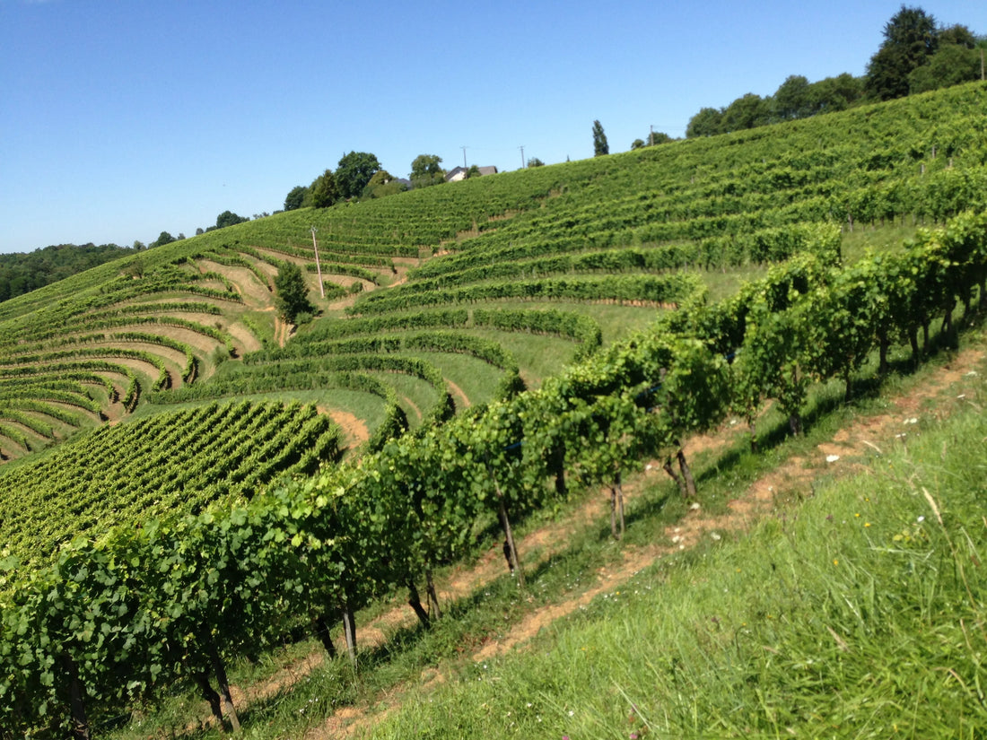 Les Cigognes de Jolys, Jurançon doux 2019