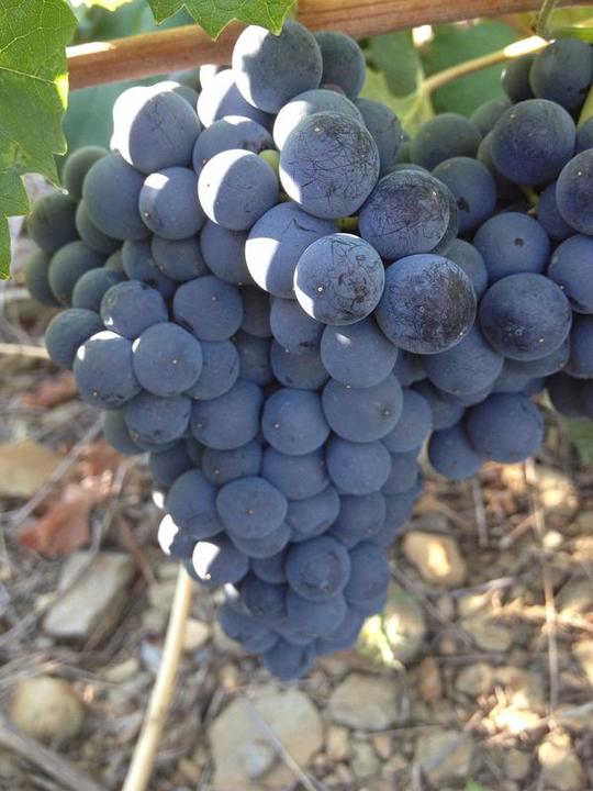 Domaine Piétri Geraud, Collioure rouge &