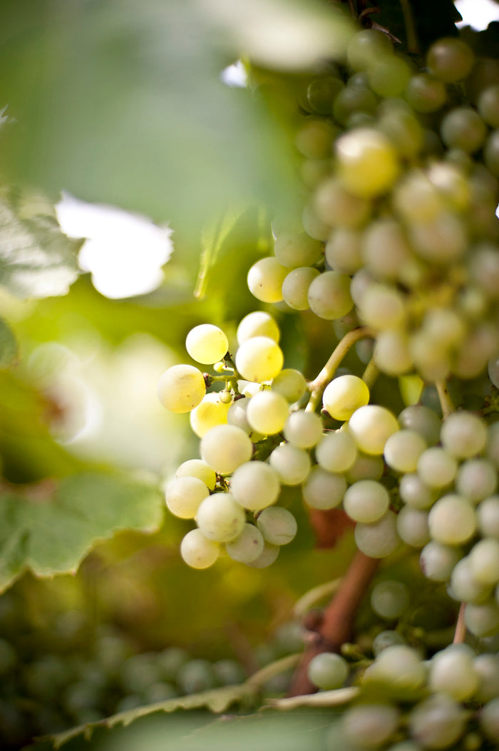 St Martin de la Garrigue, Picpoul de Pinet 2022