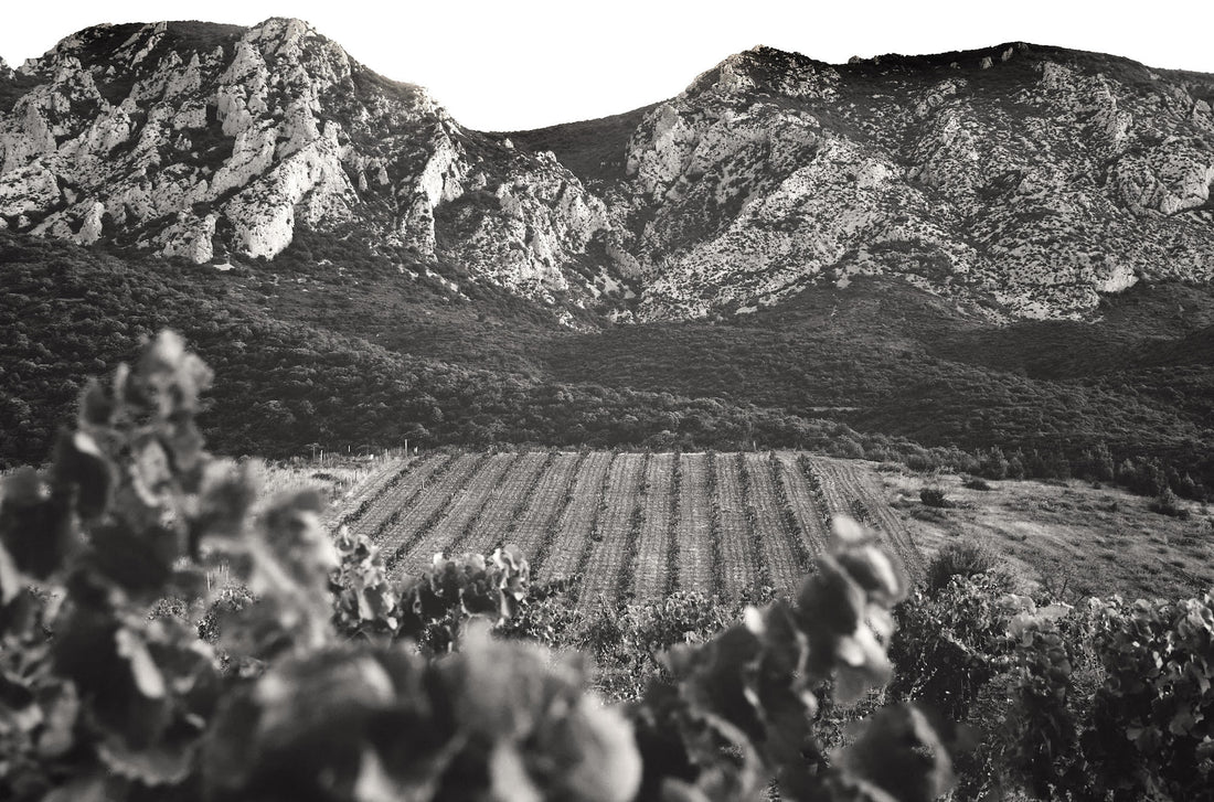 Domaine Pouderoux, Latour de Grés 2021