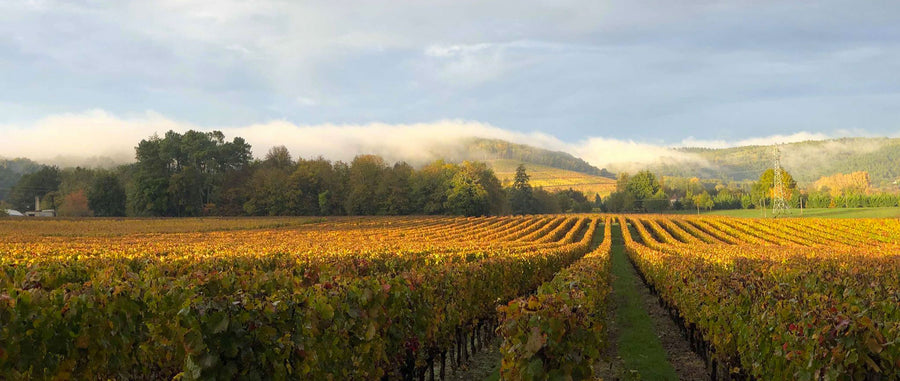 Domaine la Borie, tradition, Cahors 2020